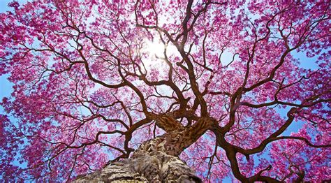 Pink Tree 4k Hd Nature 4k Wallpapers Images