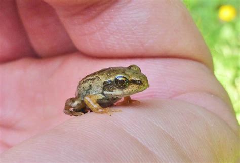 The Common Frog: Hopping for a good spring! | Walkhighlands