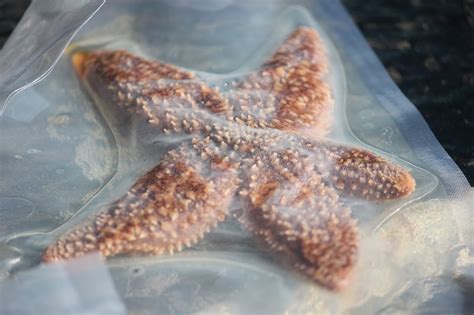 Horsing Around At Home Marine Biology Sea Stars Starfish