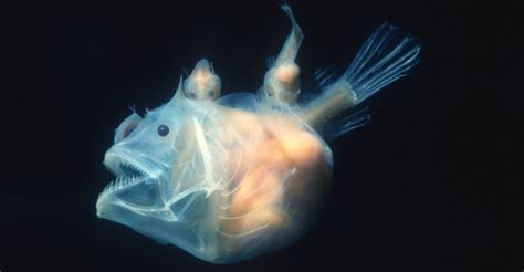 Can You Identify These Deep Sea Creatures Magiquiz