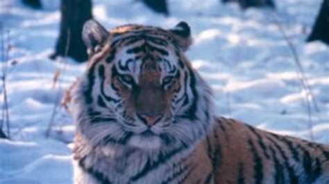 Environmentalists Raise Alarm Over Russias Siberian Tiger