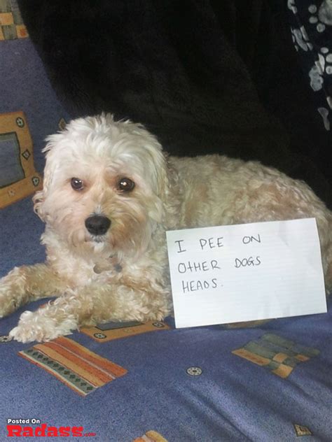 The Best Of Dog Shaming 40 Pics