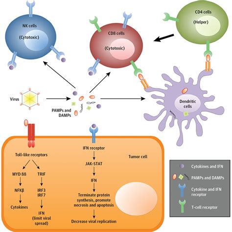 Oncolytic Viruses In Cancer Treatment Targeted And Immune Cancer