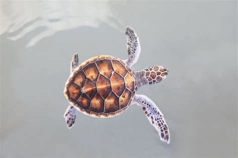 Little Sea Turtle Swimming In Sea Water Royalty Free Stock Photo