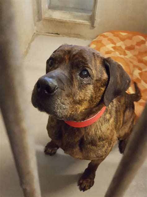 Er läuft gerne am fahrrad mit und man könnte mit joe gut joggen und auch inliner fahren. Rhein-Pfalz-Kreis: Hund Spike sucht neues Zuhause ...