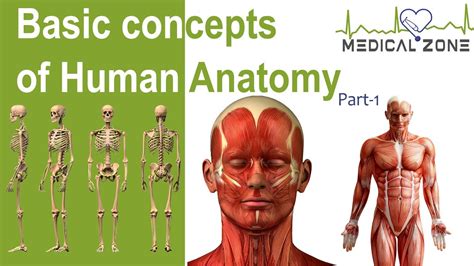 Basic Concepts Of Human Anatomy Part 1 Youtube