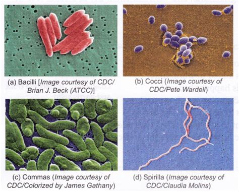 What Are The Different Types Of Microorganisms A Plus Topper