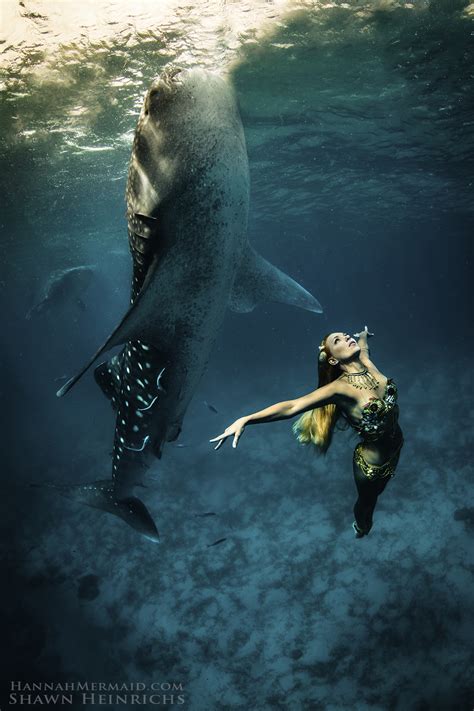 Whale Sharks Hannah Mermaid