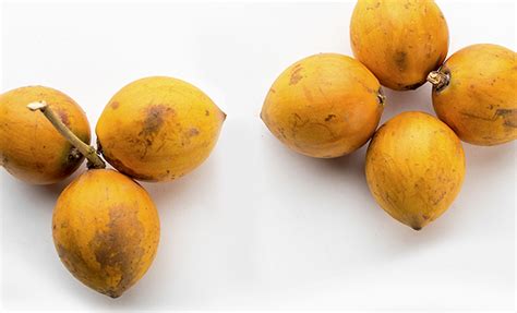 The Untapped Benefits Of The African Star Fruit Alasa Kwame Nkrumah