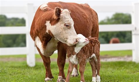 Turns Out Cows Love Being Mamas This Mothers Day Lets Celebrate