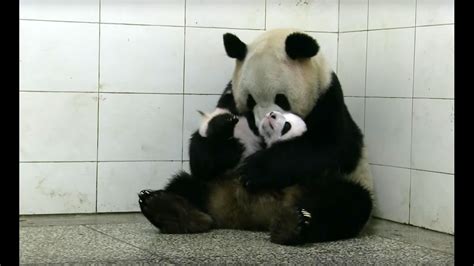 Baby Twin Pandas Panda Babies Bbc Earth Acordes Chordify