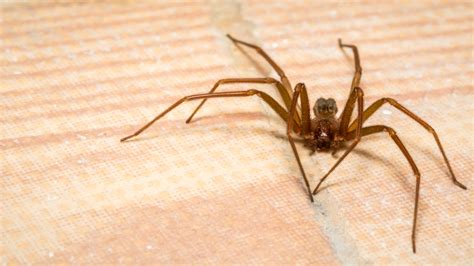 The Cleaning Tip That Will Prevent Brown Recluse Spiders From Invading