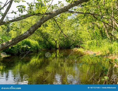 A Small Brown River Trees Fall Into The Water Low River Calmsummer