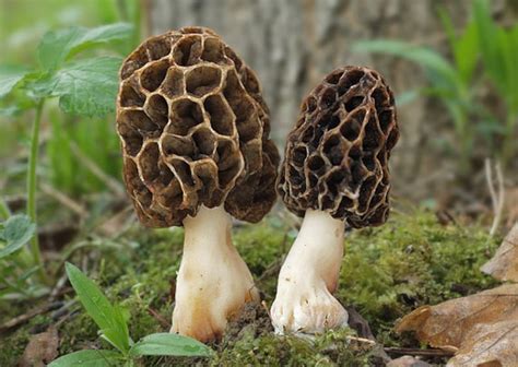 15 g Fresh TRUE MOREL Morchella vulgaris Mycelium Mushroom | Etsy