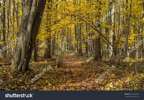 Winding Forest Path Autumn Forest Path Stock Photo