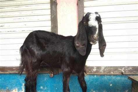 18 Black Goat Breeds That Add Character To Your Herd