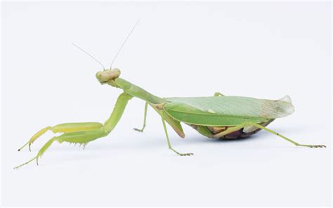 European Mantis Species Profile And Facts Insectic