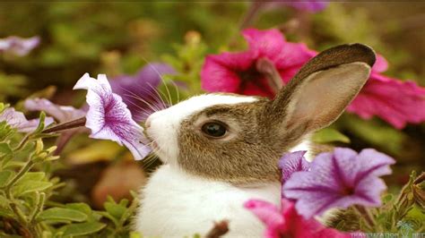 An Adorable Bunny Smelling A Flower Super Cute Cute