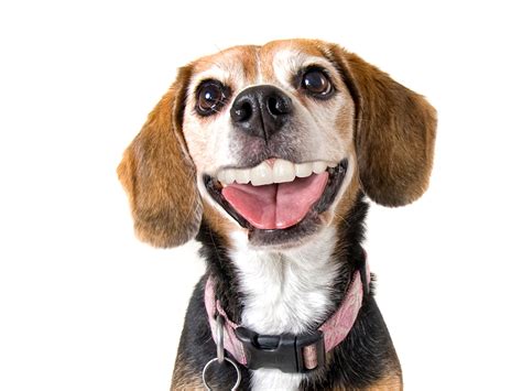 Dogs Beagle Glance Teeth Smile Hd Wallpaper Rare Gallery