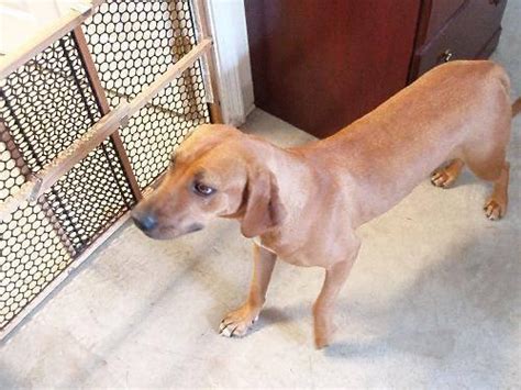 Redbone Coonhound Alex Medium Young Male Dog For Sale In