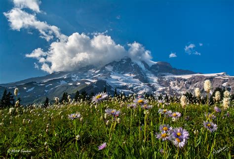 Wallpaper Sky Wildflower Mountainous Landforms Flower Wilderness