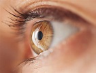 Anatomy of the Eye: Eye Structure & More | NVISION Eye Centers (2023)