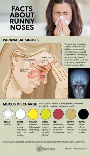 What Your Snot Says About You Infographic Sinusitis Mucus Color Mucus