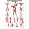 Anatomische Lehrtafel "Tiefe Muskelschichten - Rück 34 x 24 ...