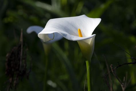White Lily Free Stock Photo Public Domain Pictures