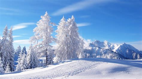 白雪の木 冬の風景の壁紙 1920x1080ダウンロード