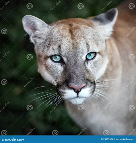 Puma Cougar Wild Cat Portrait Stock Photo Image Of Lion Forest