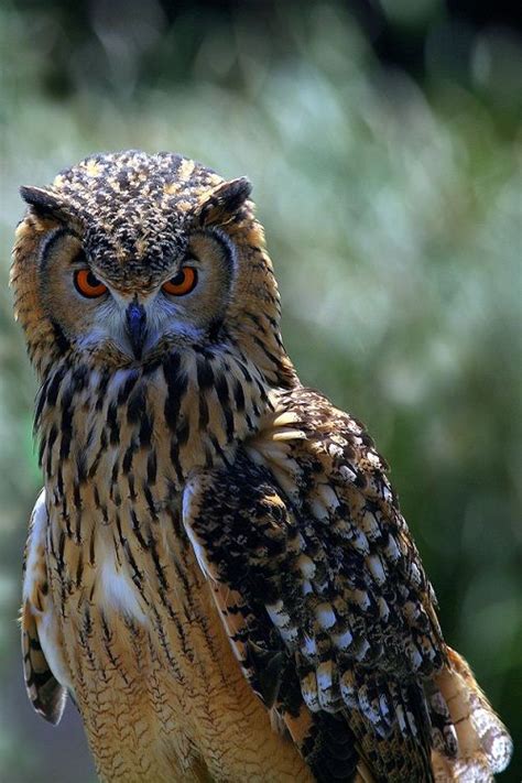 Serious Owl Is Serious Weird Animals Nocturnal Birds Owl