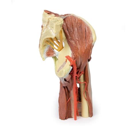 Lower Limb Deep Dissection Of A Left Pelvis And Thigh Australian