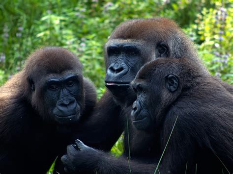 Estructura Social De Los Gorilas Gorilla Facts And Information