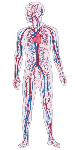 Ixl Organization In The Human Body The Heart And The Circulatory