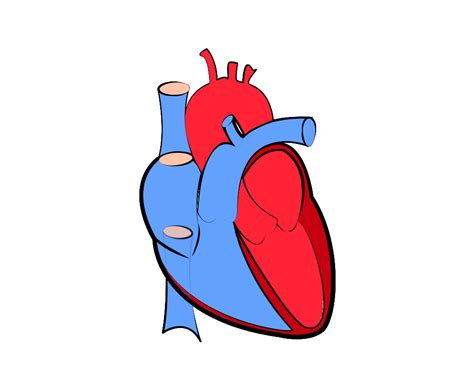 Transparent Background Human Heart Clipart Clip Art Library Images