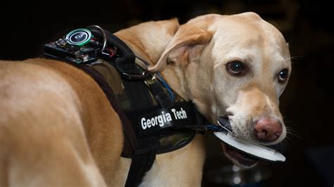 Sit Stay Call 911 Fido Vest Gives Service Dogs An Upgrade Npr