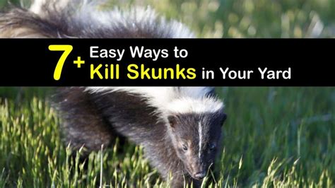 Smart Ways Of Controlling Skunks At Home
