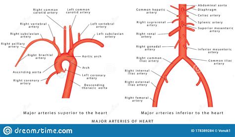See the back for a diagram showing the two circulation routes. The major arteries stock vector. Illustration of thoracic - 178389284