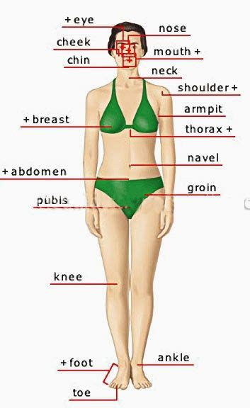 parts of the body eye nose cheek chin mouth neck shoulder armpit breast thorax navel
