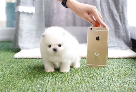 Teacup poodles will vary in price, however they are not cheap. Micro Teacup Pomeranian for Sale | Teacup Pomeranian