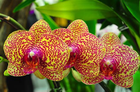 Wallpaper Orchids Flowers Spotted Branch Exotic 3200x2100
