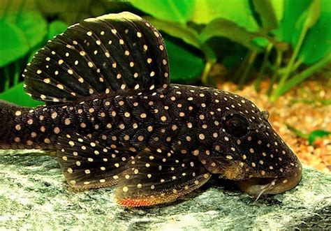 Which Plecos Stay Small Pleco Fish Diy Fish Tank Fresh Water Fish Tank