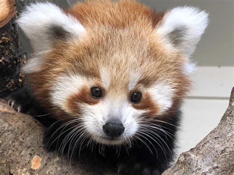 Adorable Red Panda Cub To Make Zoo Debut This Weekend Bvt News