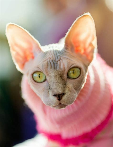Hairless Cat Breeds Hypoallergenic Types Of Hairless Cats Sphynx