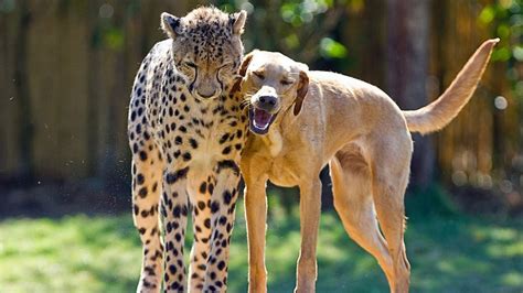 20 Unlikely Animal Friendships That Will Surprise You