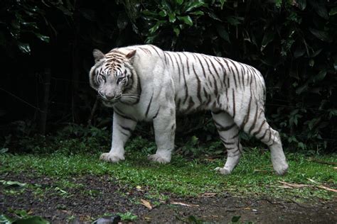 White Tiger Panthera Tigris Tigris Zoochat