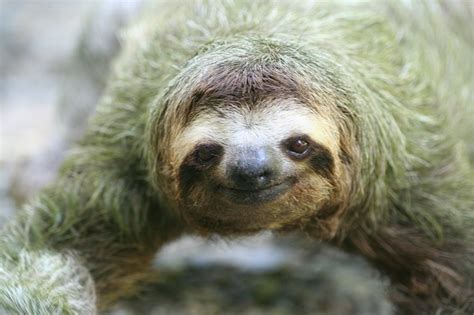 International Sloth Day 21 Things You Never Knew About Worlds Slowest