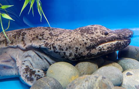 Chinese Giant Salamander San Diego Zoo Animals And Plants