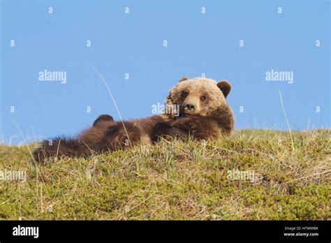 Grizzly Bear Resting Near The Park Road In Summer Denali National Park